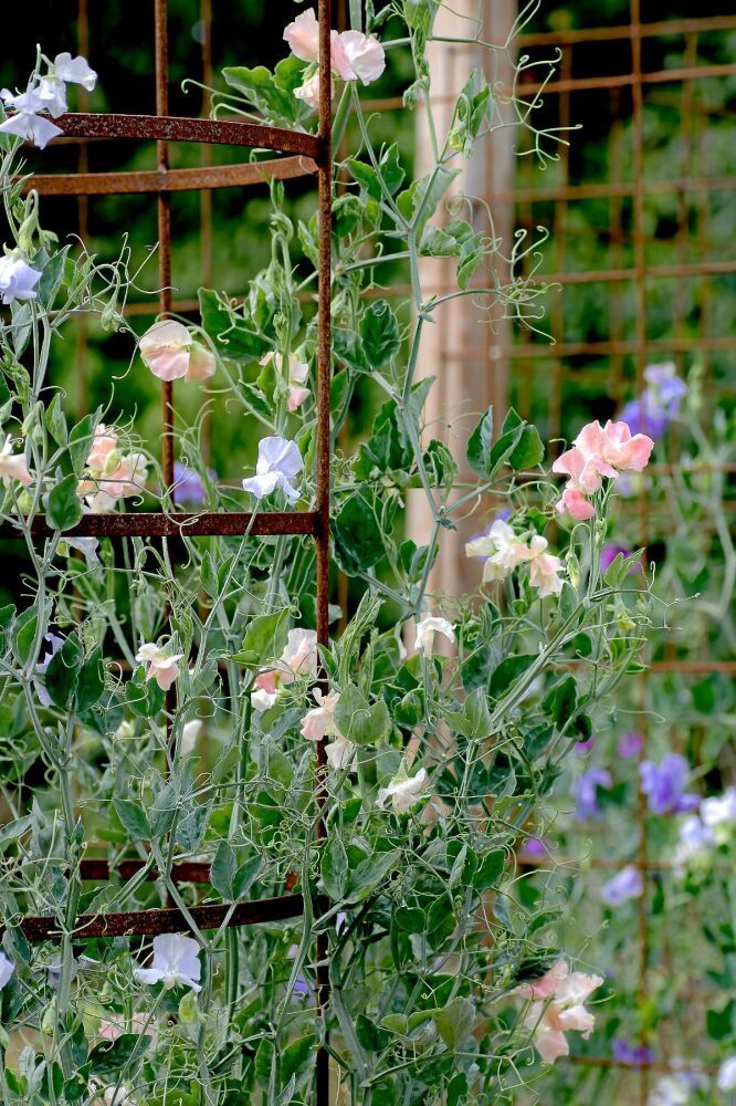 Odla luktärt – Cecilia Wingårds enkla odlingsmetod |&nbsp;Land