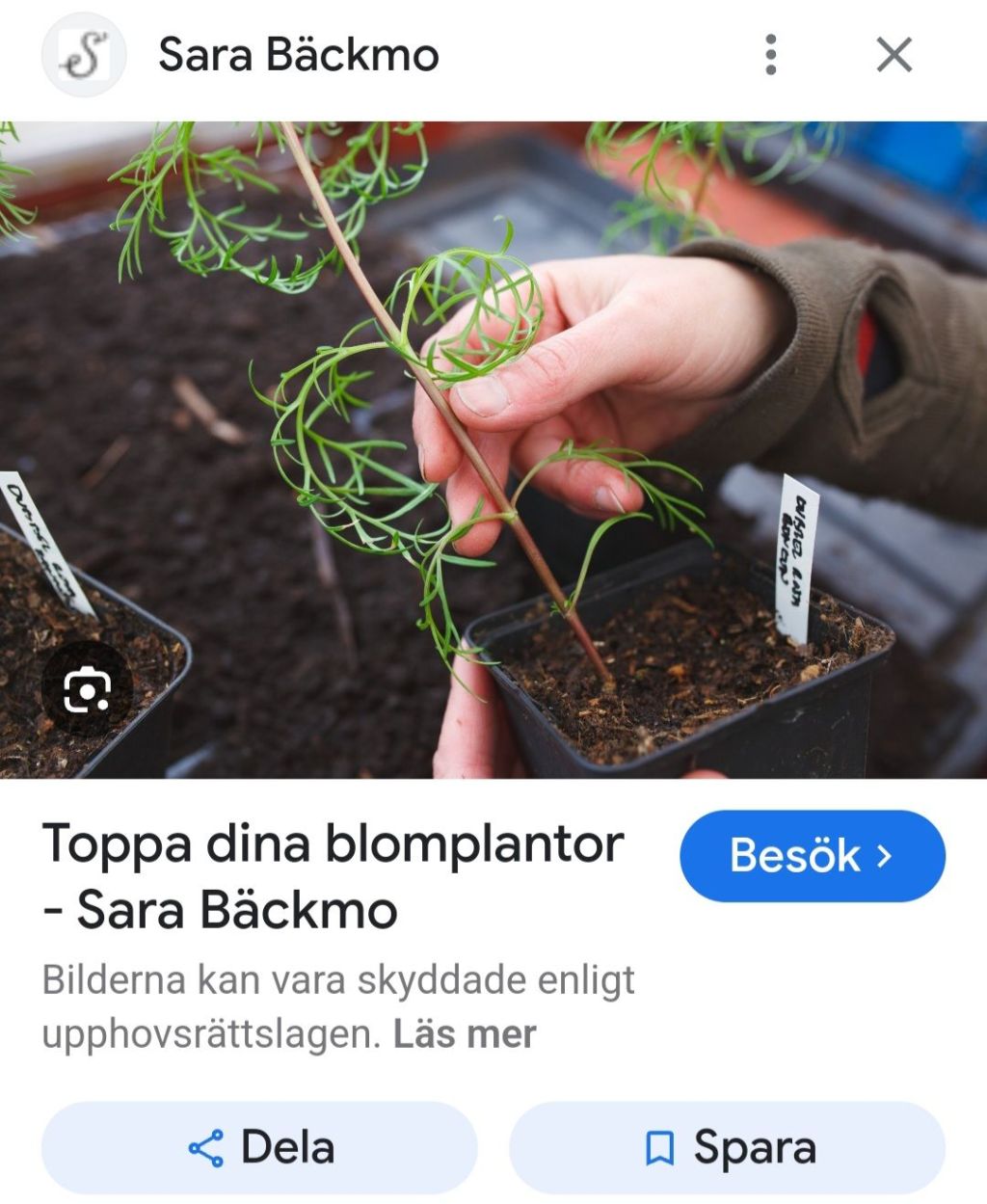 Tips från Sara Bäckmo, toppa&nbsp;rosenskäran!