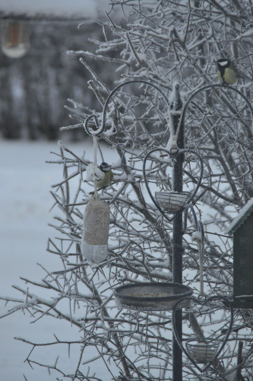 Gårdagens foton 🤗