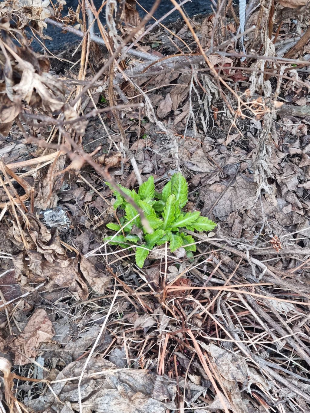 Nytt utseende på bloggen&nbsp;☺️🌸