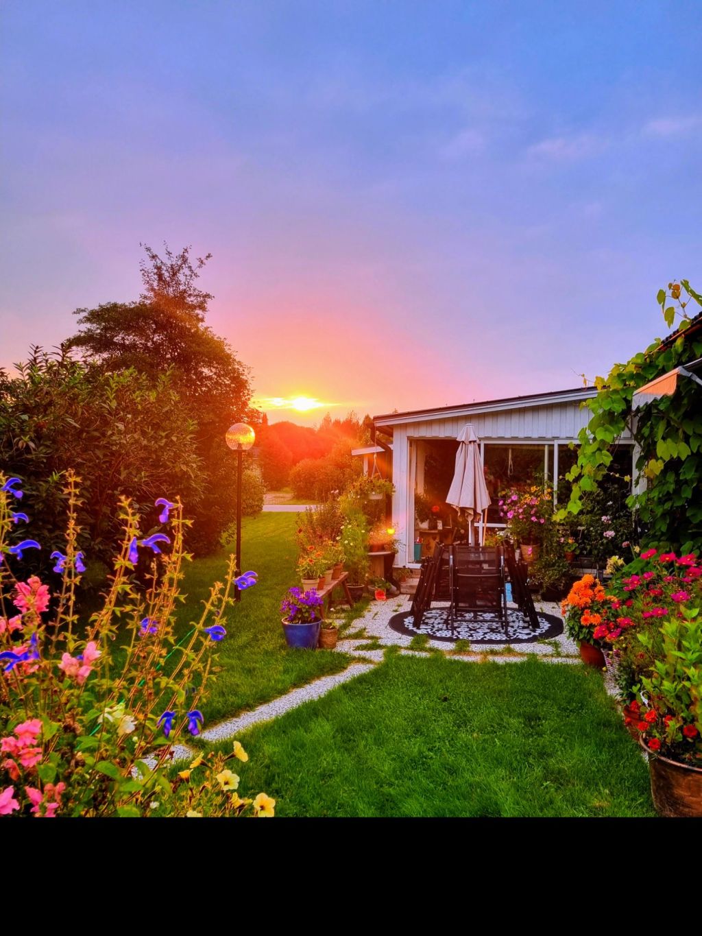 Nuuuuu börjar de hända, dessa magiska dahlior som är såå otroligt tacksamma…