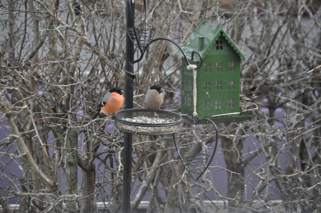 Paret Domherrar, så otroligt vackra fåglar&nbsp;❤️