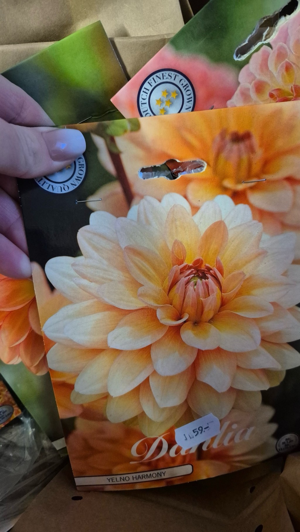 Dahlia dax